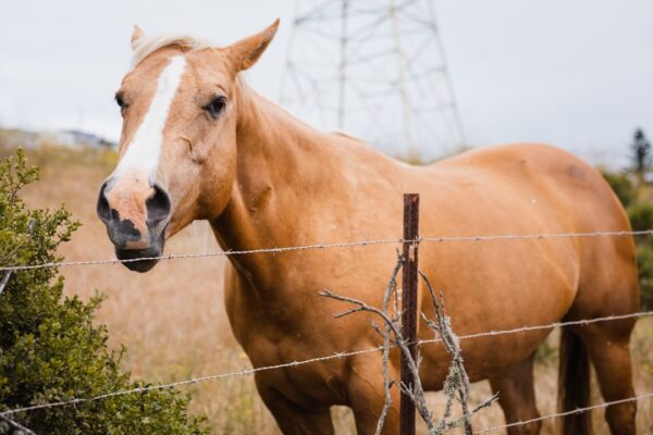 Horse D20 Methanol REEV: Engineering the Post-2035 Compliance Powertrain