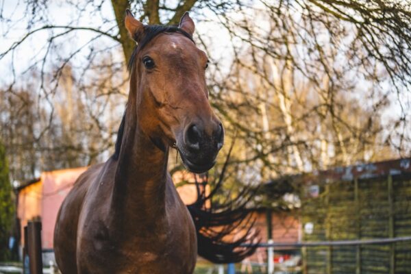 Horse D20 Methanol REEV: 47% Thermal Efficiency in 170 kg
