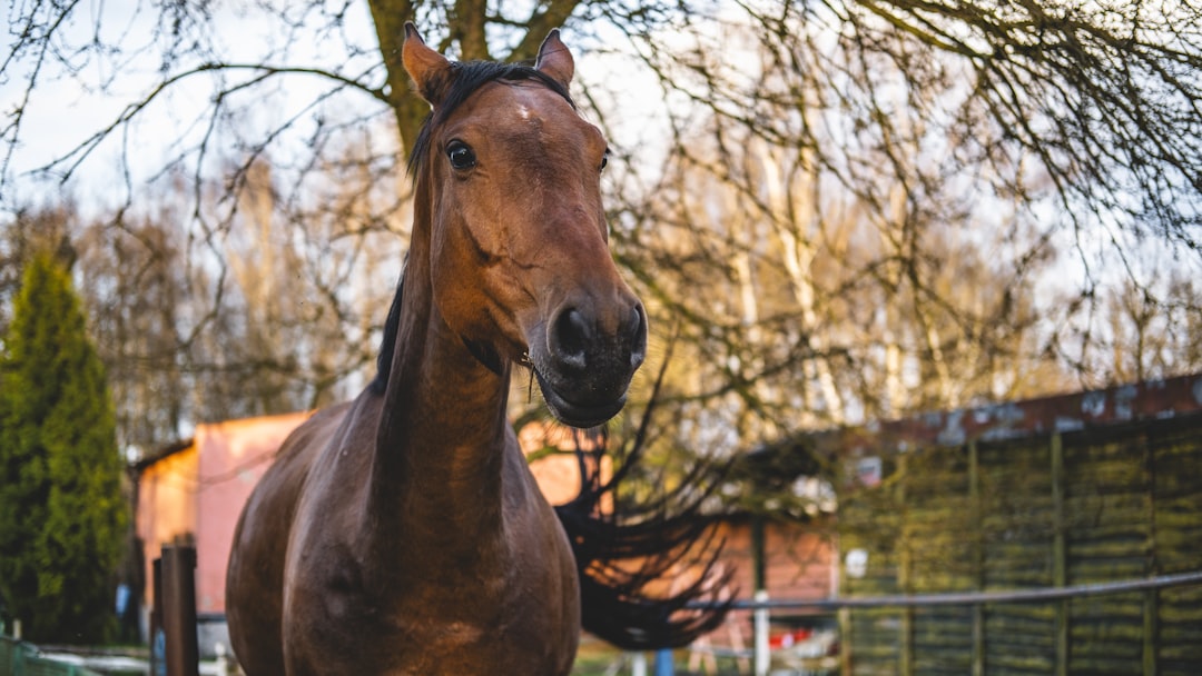 Horse D20 Methanol REEV: 47% Thermal Efficiency in 170 kg